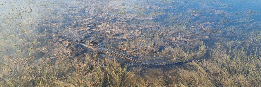 Florida Everglades Alligator